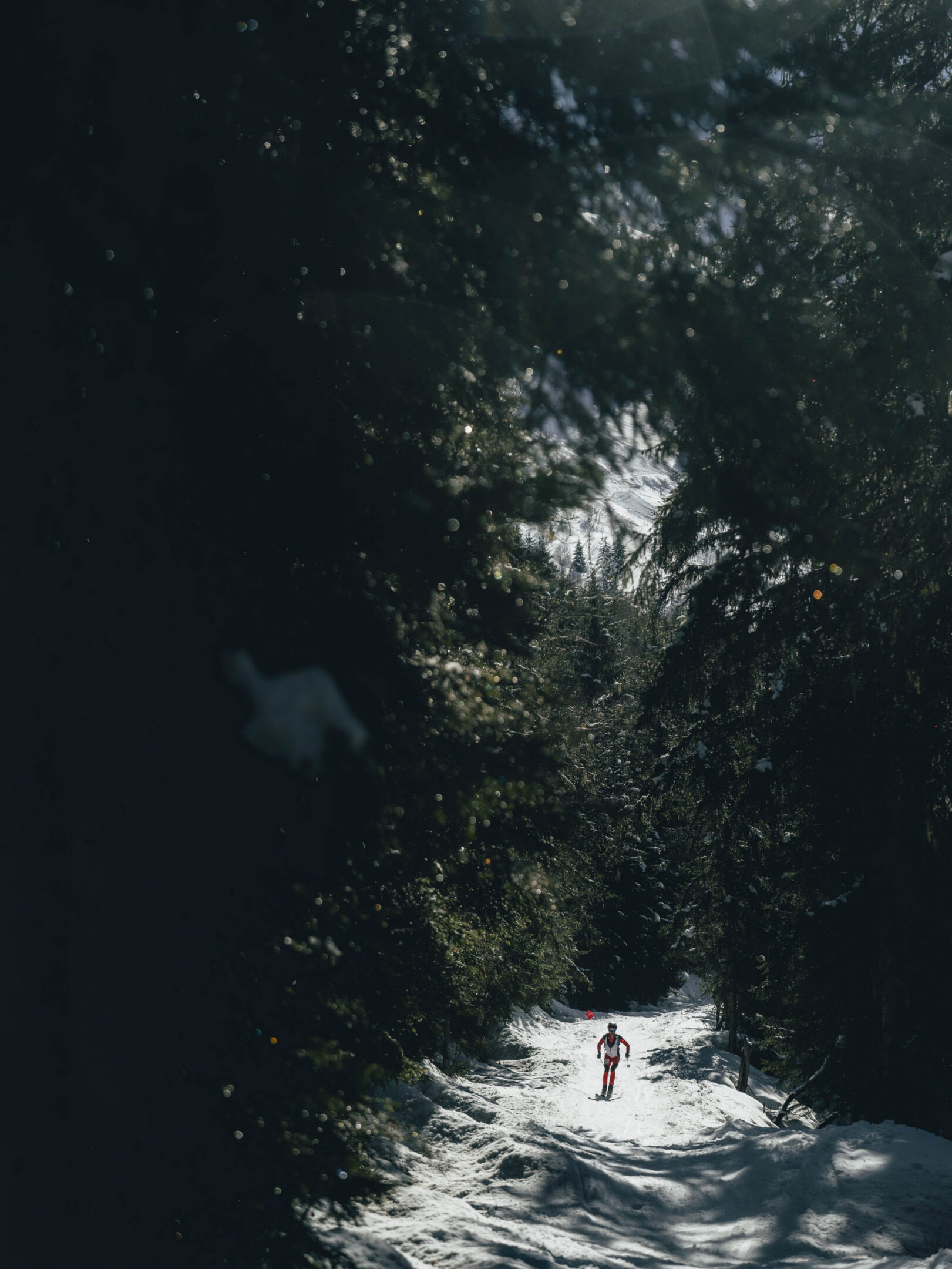 Person skiing through a winter forest
